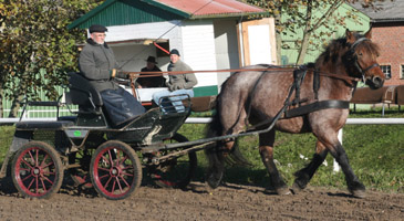 Mit einer Endnote von 8,30 wurde die dreijährige Stute ERSTE (Eros x Ernst von Grannsee x Verdun) aus dem Stall Neubauer & Sohn in Ganschow Zweite. Foto: Wego
